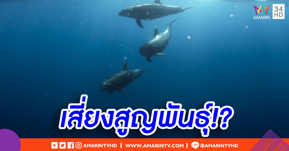 'โลมา' ถูกซัดเกยฝั่งฝรั่งเศสกว่า 1,100 ตัว เหตุบาดเจ็บจากเรือประมง