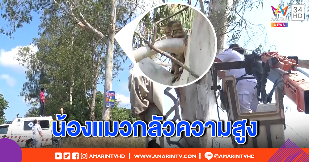 แมววิ่งหนีหมาไล่กัด ไต่ต้นไม้สูง 10 เมตร สุดท้ายลงไม่ได้ เจ้าของตามกู้ภัยปีนรถกระเช้าช่วย