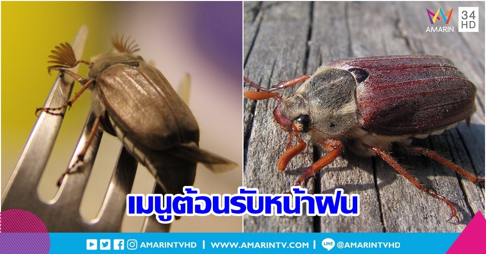 กรอบๆ มันๆ!! เปิดเมนูต้อนรับหน้าฝน "แมงอีนูน" แมลงศัตรูพืชที่สามารถกินได้