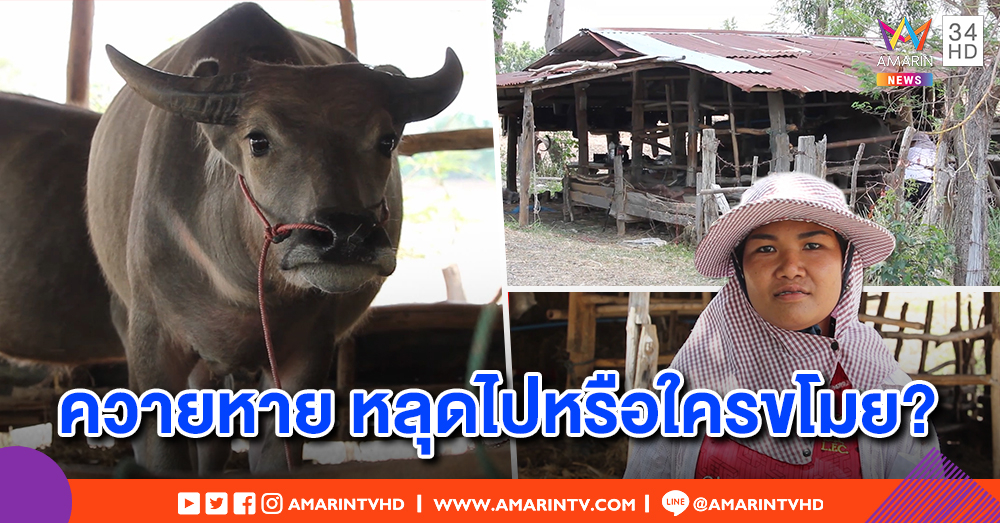 ควายหาย 5 วันไร้ร่องรอย เจ้าของตามหาทั่วไม่เจอ พิรุธคนขโมย แต่คิดบวกหลุดคอกเอง