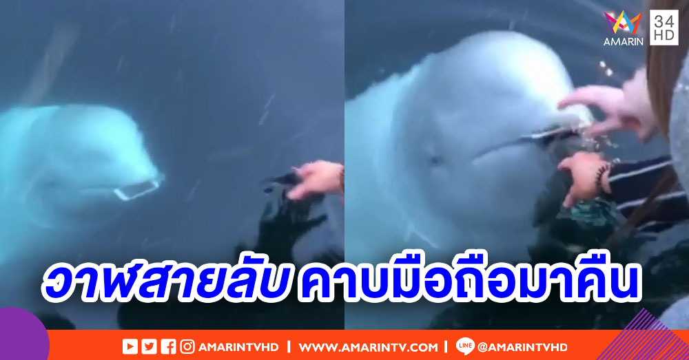 'วาฬเบลูกา' คาบโทรศัพท์คืนเจ้าของ ตอกย้ำข่าวลือเป็นวาฬสายลับ