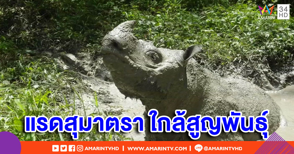 แรดสุมาตราตัวผู้ ตัวสุดท้ายในมาเลเซียตายแล้ว-เสี่ยงสูญพันธุ์อีกไม่นาน