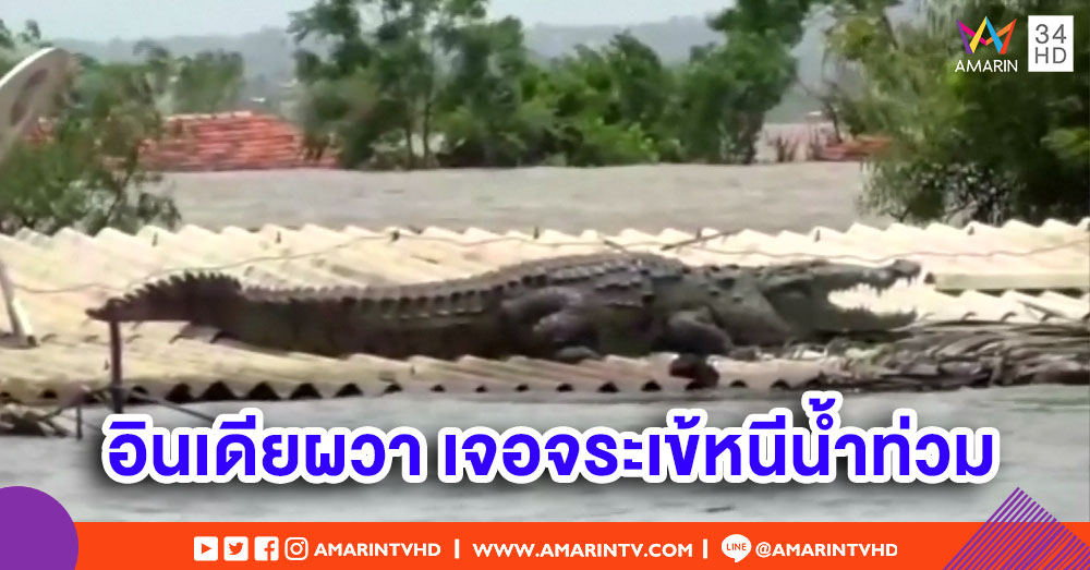 ชาวบ้านอินเดียผวา เจอ 'จระเข้' หนีน้ำท่วมขึ้นหลังคาบ้าน