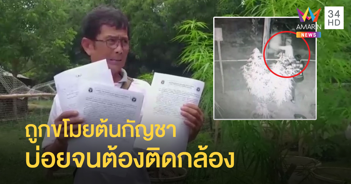 ไม่ทน! ลุงแจ้งจับ แก๊งขโมย "ต้นกัญชา" โดนบ่อยจนต้องติดกล้อง