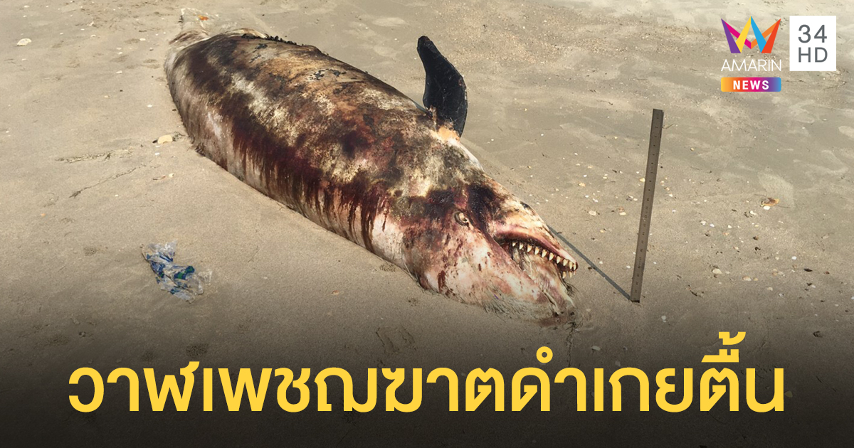 พบ 'วาฬเพชฌฆาตดำ' ตายเกยตื้นหาดระยอง จนท.เร่งหาสาเหตุ