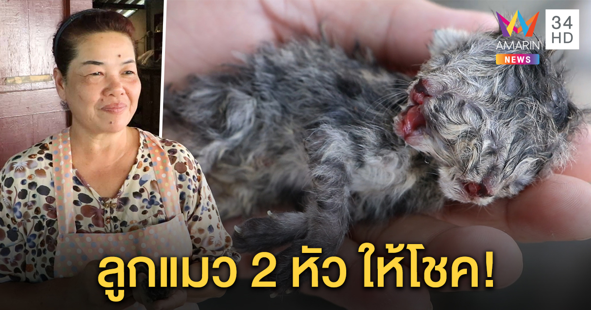 ลุ้นโชค! ชาวบ้านฮือฮาแห่ตีเลขเด็ด ลูกแมว 2 หัว หวังรับทรัพย์ก้อนโต