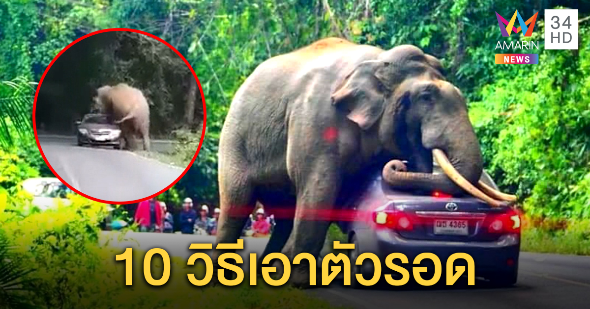 อุทยานแห่งชาติเขาใหญ่ แนะ 10 วิธีควรปฏิบัติเมื่อเจอช้างป่า หลังเจ้าดื้อเผชิญหน้านักท่องเที่ยว