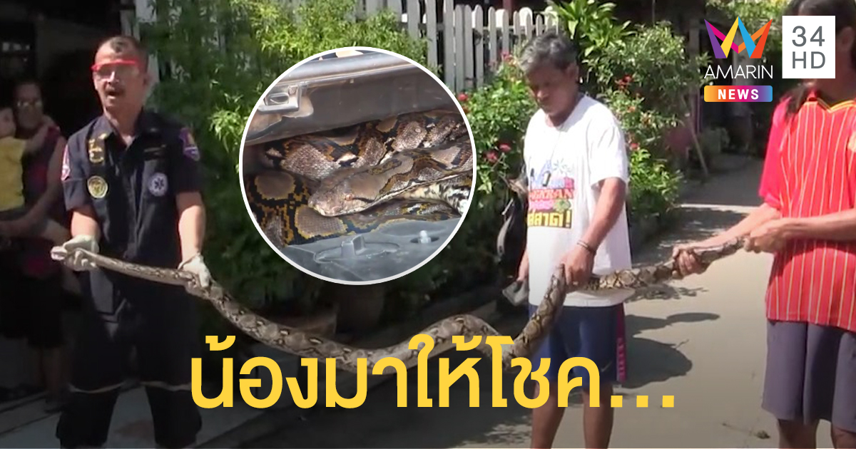 งูเหลือมซุกตัวในห้องเครื่องเก๋ง เจ้าของรถเชื่อมาให้โชค