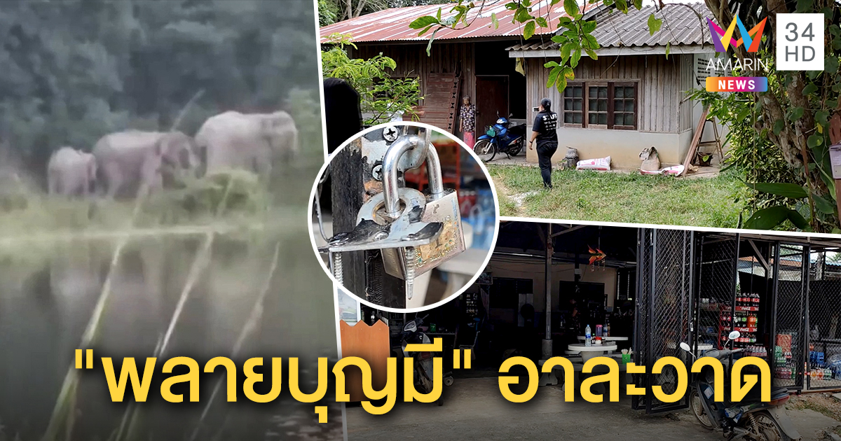 ชาวบ้านผวา! "พลายบุญมี" ช้างป่าละอูอาละวาดหนัก พังประตูร้านขายของ ขโมยของกิน