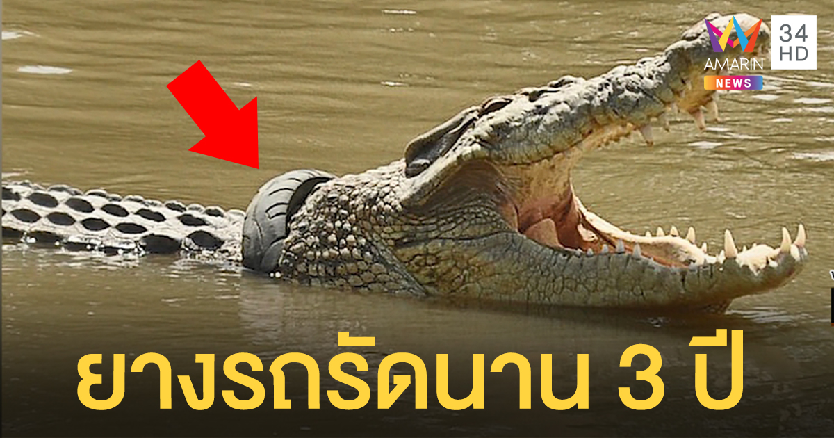 สุดทรมาน! อินโดฯเร่งหาวิธีช่วย จระเข้ถูกยางรถจักรยานยนต์รัดนาน 3 ปี