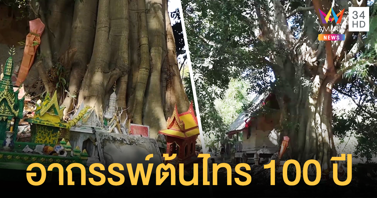 อาถรรพ์ต้นไทร 100 ปีในป่าช้าเก่า รากเกี่ยวพันร่างไร้วิญญาณ ดึงออกมาไม่ได้