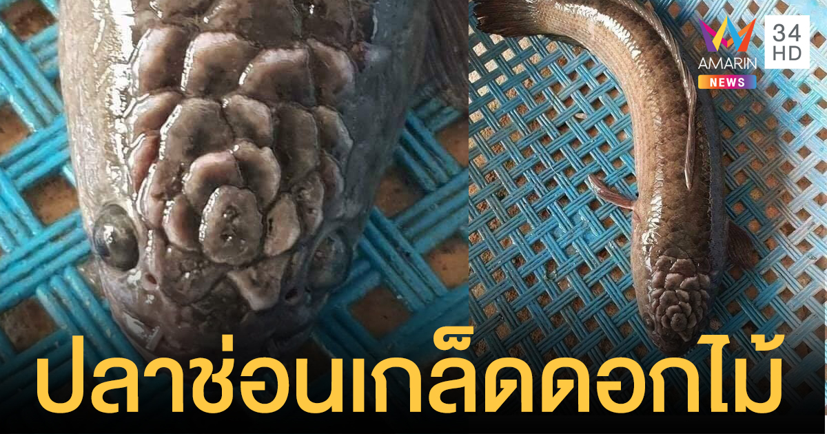 ฮือฮา! คนแห่ตีเลขเด็ด ปลาช่อนมีเกล็ดคล้ายดอกไม้ตรงหัว