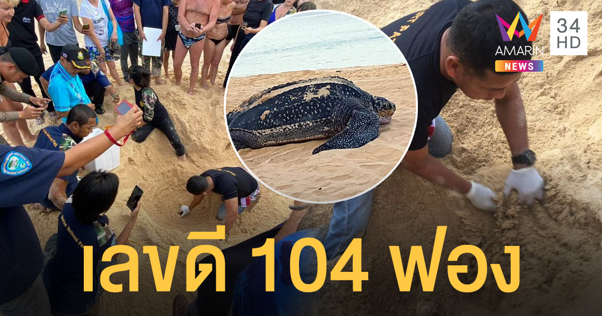ตื่นตาตื่นใจ แม่เต่ามะเฟืองวางไข่ 104 ฟองที่หาด จ.ภูเก็ต