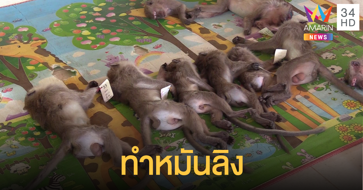 เปิดปฏิบัติการคุมประชากร "ลิงแสม ชุมชนวัดเขาลำปะ"