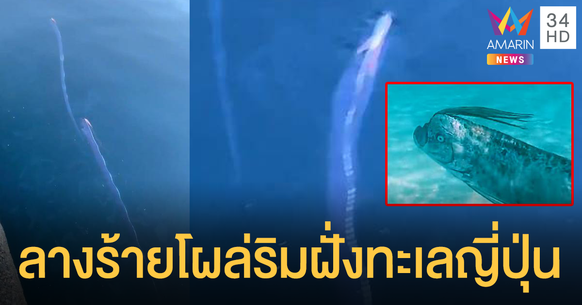 ปลาพญานาคโผล่ชายฝั่งญี่ปุ่น คนท้องถิ่นเชื่อเตือนแผ่นดินไหว!