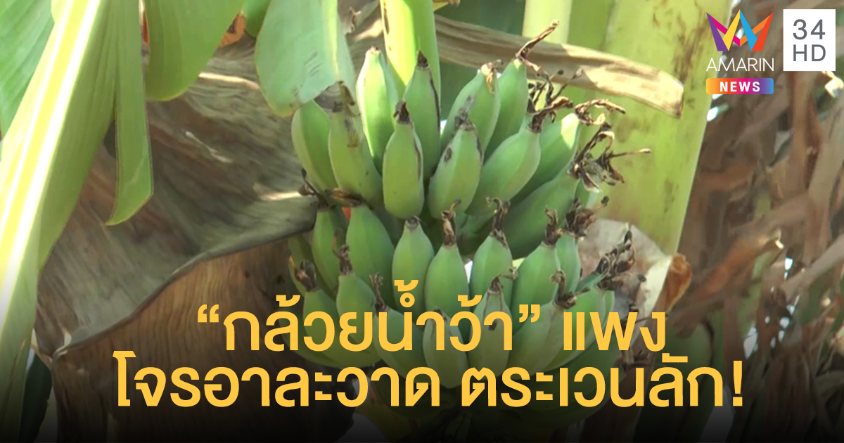 โจรอาละวาด! ตระเวนขโมยกล้วยน้ำว้าหลายหมู่บ้าน