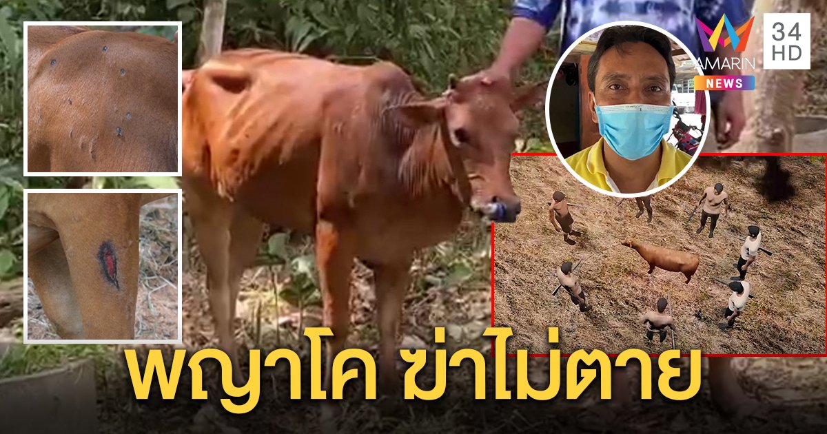 เผยปาฏิหาริย์พญาโคบุญรอด ยิงแล้วยังลุกวิ่ง ร่างทรงชี้เป็นวัวสองสีฆ่าไม่ตาย (คลิป)