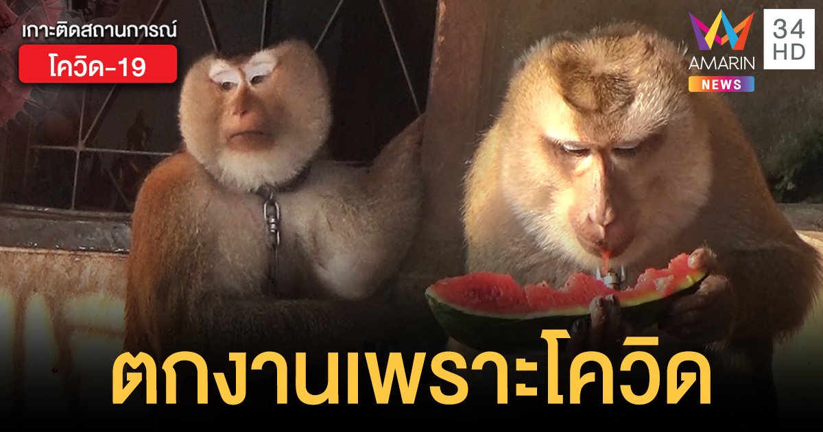 เวทนา! ลิงขึ้นมะพร้าว 2 ตัว ตกงานเพราะโควิด