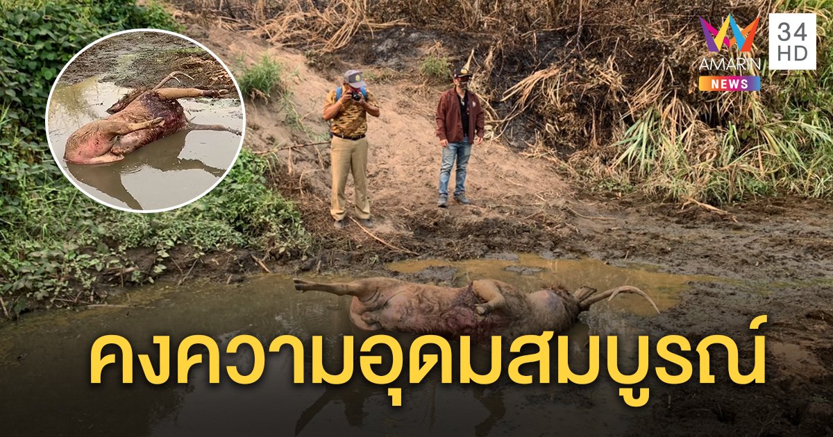 เปิดภาพความอุดมสมบูรณ์ อุทยานแห่งชาติแม่วงก์ หลังพบร่องรอยเสือโคร่งล่ากวางกัดตายคาปลักน้ำ