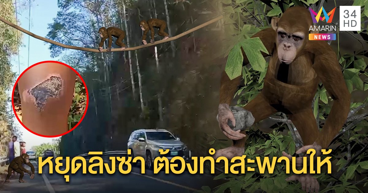 ลิงอันธพาล โมโหข้ามถนนไม่ได้ ปาหินหยุดรถ คนล้มเจ็บ จนท.จ่อขึงสลิงเป็นสะพานให้ (คลิป)