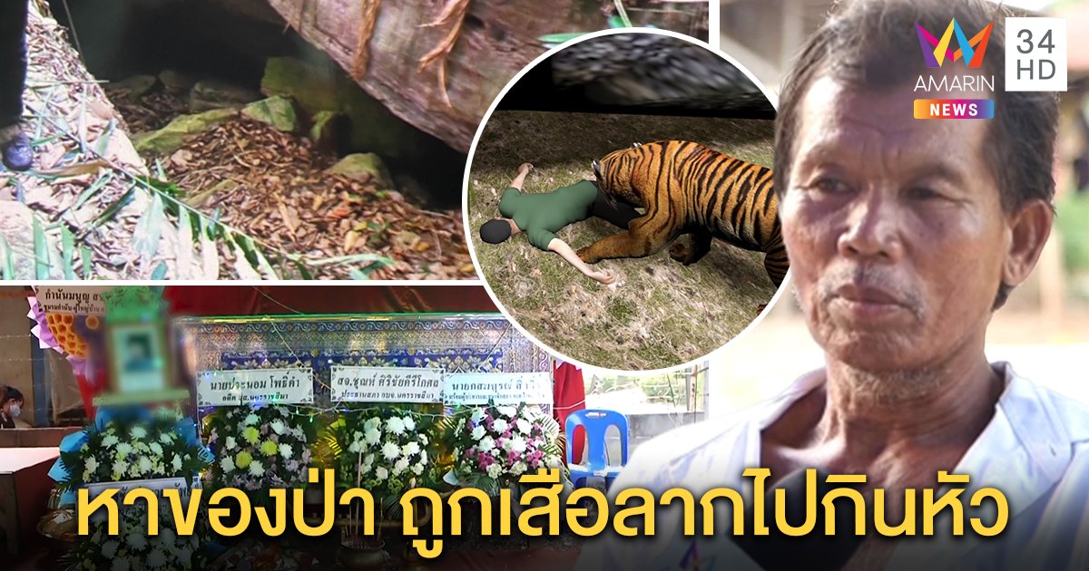 ชายหาของป่าเจอเสือทับลานลากไปกิน จนท.สงสัยเดินเข้าป่าลึก หวังแอบตัดไม้ ญาติปัดแค่ผักหวาน (คลิป)