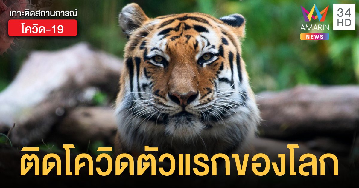 'นาเดีย' เสือในสวนสัตว์ นครนิวยอร์ก ติดโควิด-19