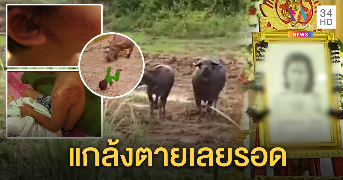 เด็ก 5 ขวบแกล้งตาย รอดควายแม่ลูกอ่อนดุไล่ขวิด ช็อกเหยียบยายดับคาที่ เจ้าของไร้เงินชดใช้ (คลิป)