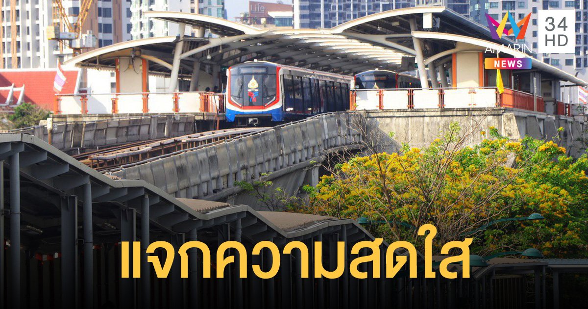 ดอกประดู่บานเหลืองอร่าม ณ บีทีเอสหมอชิต