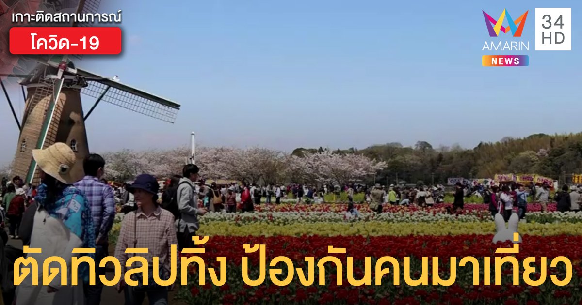 ญี่ปุ่นตัด "ทิวลิป" ทิ้งมากกว่า 1 แสนดอก ป้องกันคนแห่มาเที่ยว