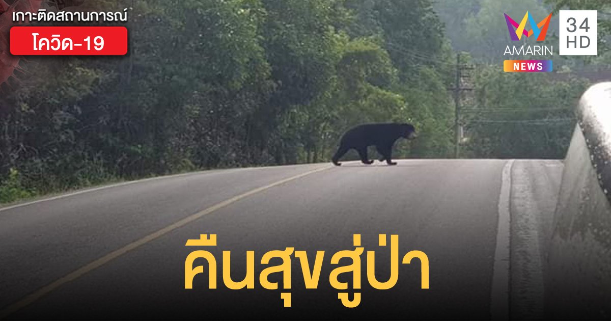 สัตว์ป่า "เขาใหญ่" สุขใจ ในวันไร้คนมาเที่ยว