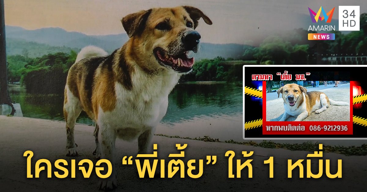 หัวอกแอดมินเพจตามหา “พี่เตี้ย มช.” หมาแสนรู้หาย 2 วัน ตั้งรางวัล 1 หมื่นคนแจ้งเบาะแส (คลิป)
