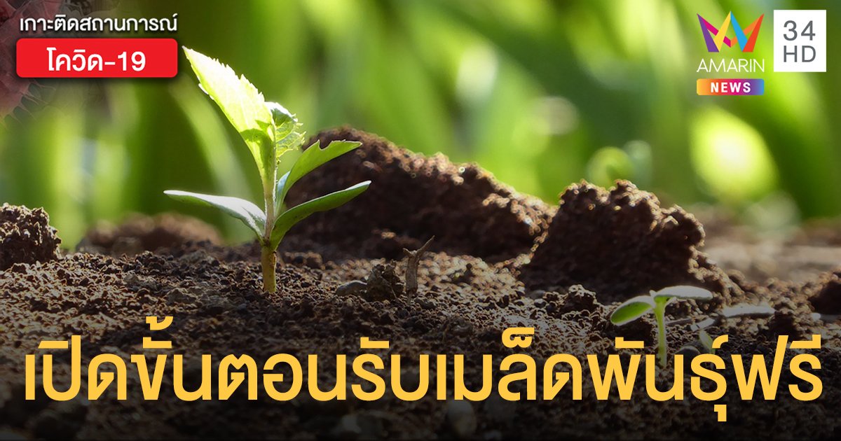 เปิดขั้นตอนลงทะเบียนรับ "เมล็ดพันธุ์ผักสวนครัว" ฟรี เย็นวันนี้