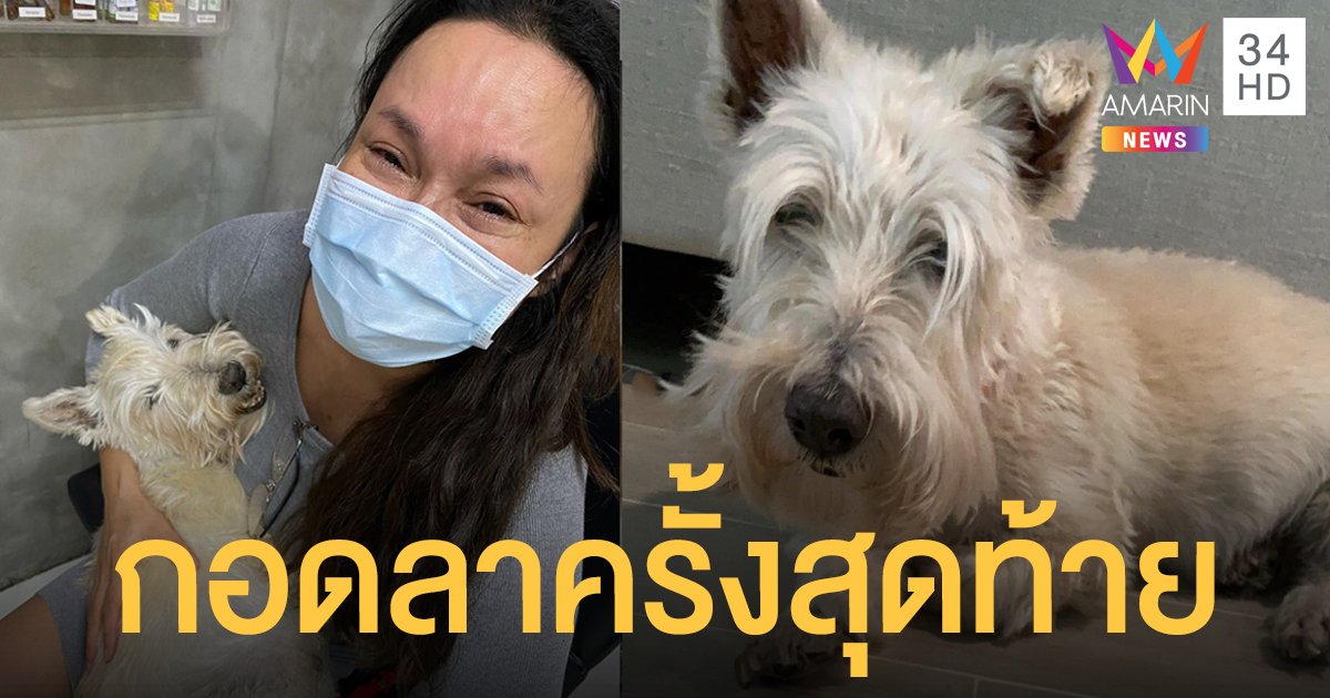 สุดเศร้า "ใหม่ เจริญปุระ" กอดลาสุนัขที่รักเหมือนลูกครั้งสุดท้าย เหล่าดาราแห่ให้กำลังใจ