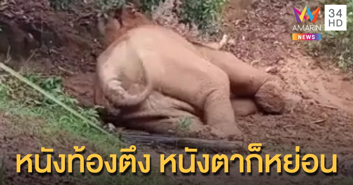 คลิปน่ารัก "ช้างป่าเขาใหญ่" แอบงีบหลังกินอิ่ม ชิลเวอร์ท่ามกลางธรรมชาติ