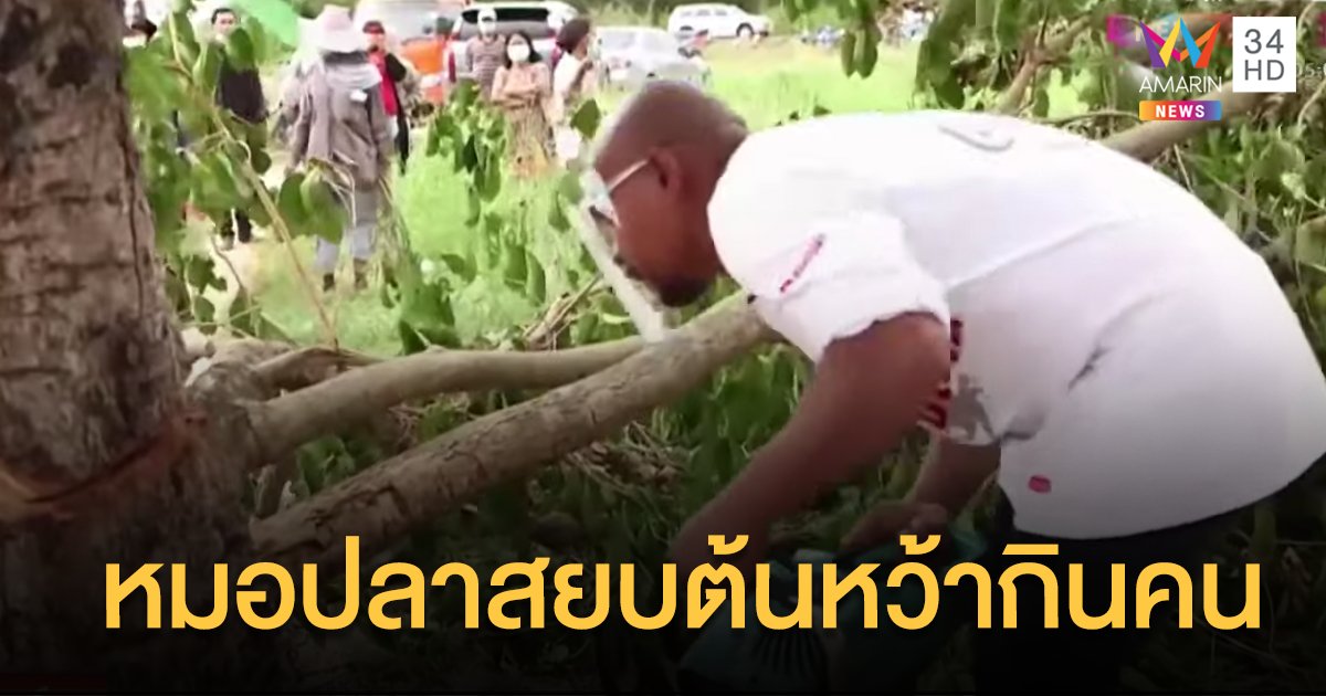 หมอปลาฟันโช๊ะ! ต้นหว้าอาถรรพ์ล้มลงต่อหน้า ปิดตำนานต้นไม้กินคน