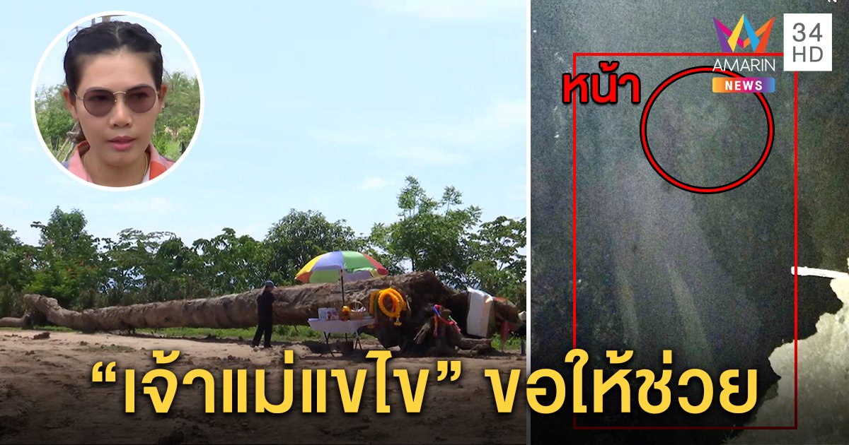 ขนลุก! ภาพถ่ายแม่ตะเคียนโผล่ชี้พิกัดถูกฝัง เข้าฝันเจ้าของที่ขุดเจอต้นยักษ์ “เจ้าแม่แขไข” (คลิป)