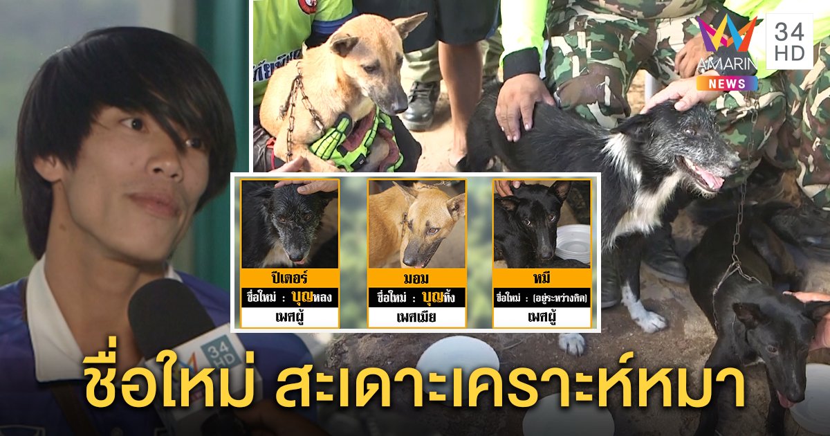 ไขปริศนา 3 หมาหลงป่าสุดอัศจรรย์ รอดตายนิสัยเปลี่ยน ตั้งชื่อ “บุญ” แก้เคล็ด (คลิป)