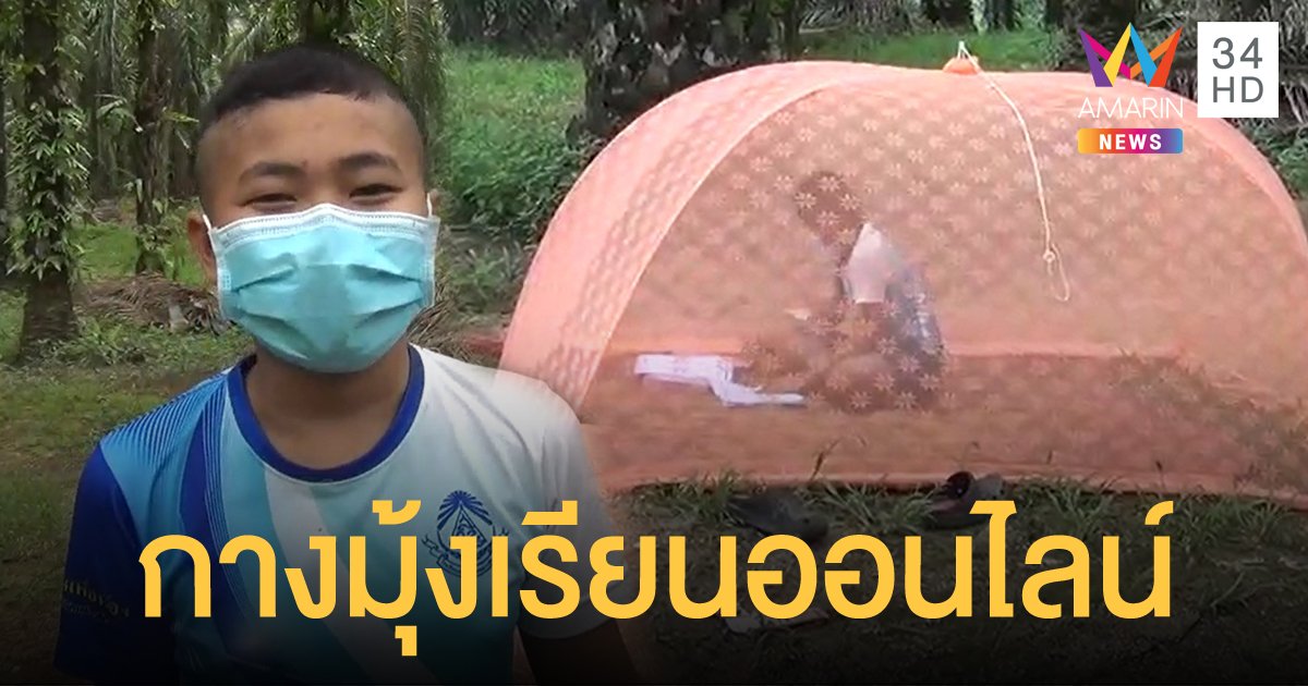 เด็ก ป.6 กางมุ้งเรียนออนไลน์กลางสวนปาล์ม