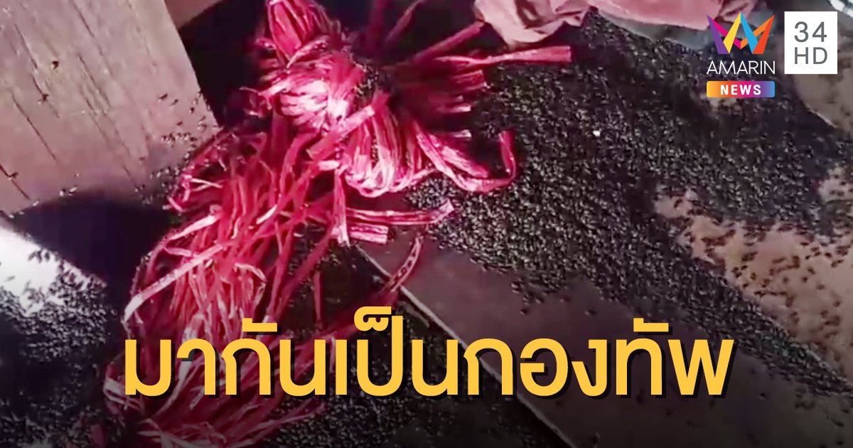 แมลงปีกแข็งบุกบ้านคุณยายป่วยอัมพาต จนท.ช่วยฉีดยาไล่