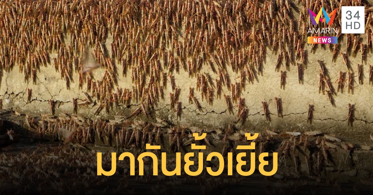 อินเดียเร่งควบคุม หลังฝูงตั๊กแตนบุก 5 รัฐ