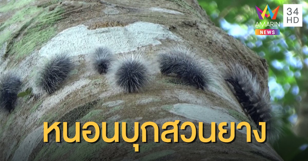 ขนลุก! หนอนบุ้งยักษ์สีดำนับหมื่น บุกสวนยางพารา