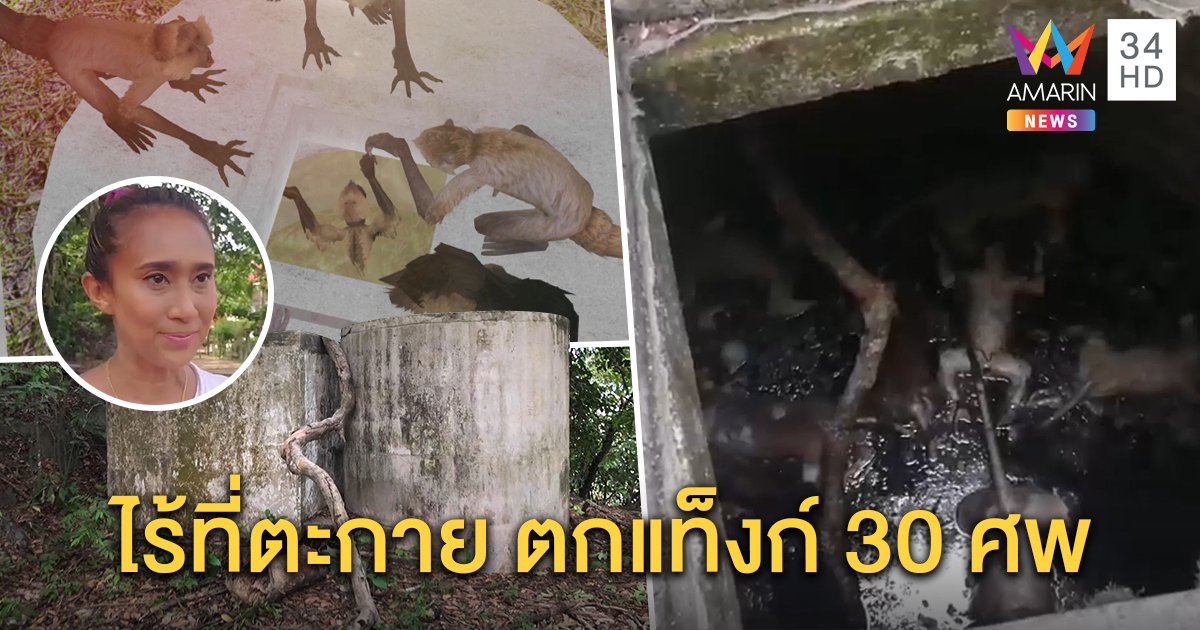 อนาถ! ฝูงลิงเขาตังกวนจมแท็งก์ตาย 30 ตัว คาดแห่ลงกินน้ำขึ้นไม่ได้ (คลิป)