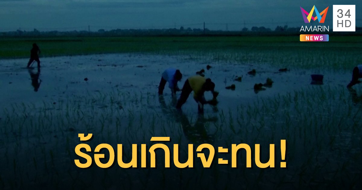 ชาวนาเวียดนามหนีอากาศร้อนจัด หันดำนากลางคืน