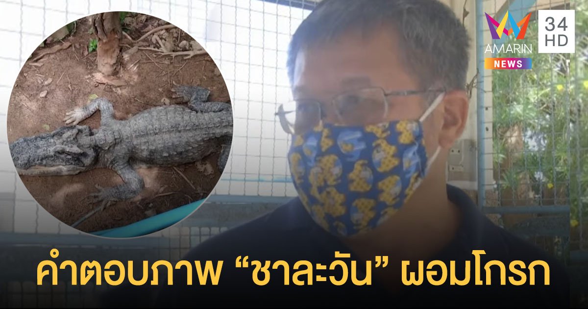 ผอ.ศูนย์วิจัยฯพิจิตรโต้ดราม่า "จระเข้บึงสีไฟ" อดอาหารผอมโซ แจงยิบข้อเท็จจริง