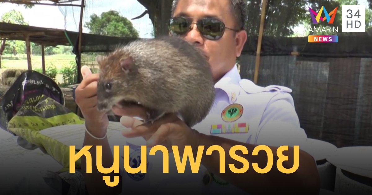 เลี้ยงหนูนาในบ่อปูน เป็นอาชีพเสริม สร้างรายได้งาม