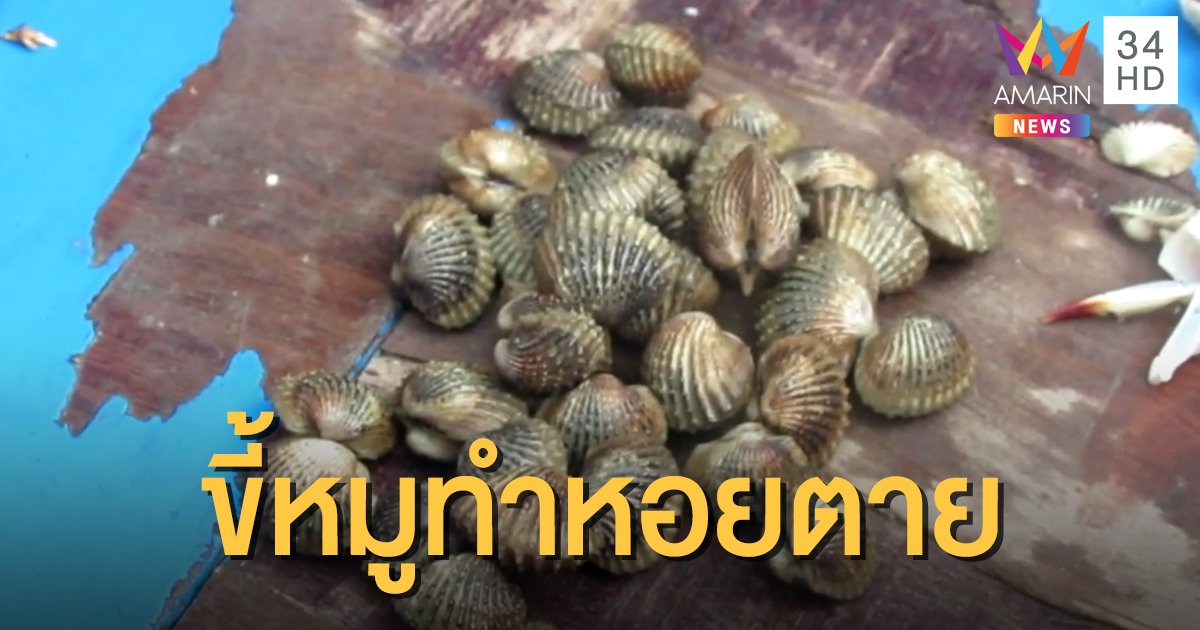 ชาวบ้านร้องน้ำเสียจากขี้หมูไหลลงฟาร์ม ทำหอยแครงตายอื้อ