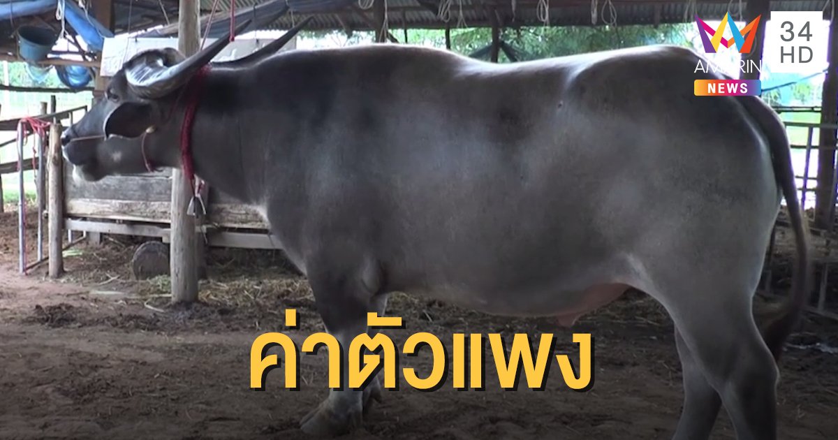 "เจ้าเม็ดเงิน" ควายไทยแสนรู้ ค่าตัว 1.5 ล้าน
