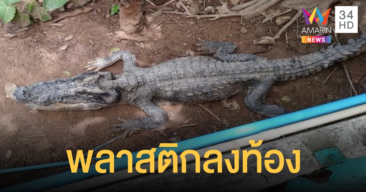 พิจิตรแจงจระเข้ผอมโซคอยาว เกิดจากการกินพลาสติก