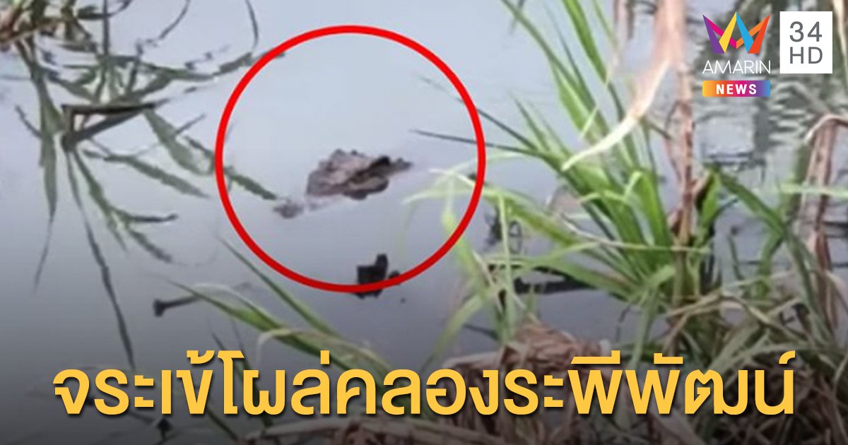 ผวากันทั้งบาง! จระเข้โผล่คลองระพีพัฒน์ ยังจับตัวไม่ได้