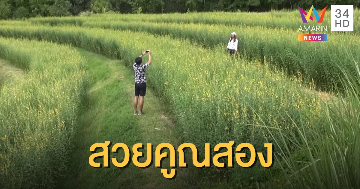 ทุ่งปอเทือง-ทุ่งดอกหญ้า งามตาที่กาญจนบุรี